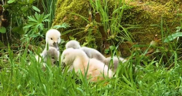 Group Cygnets Baby Swans Sitting Grass — Stock Video