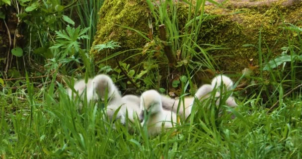 Een Groep Cygnets Baby Zwanen Zittend Gras — Stockvideo