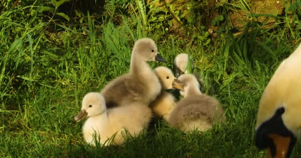 Grupo Cygnets Cisnes Bebé Sentado Hierba — Vídeo de stock