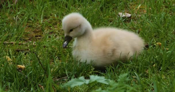 Group Cygnets Baby Swans Sitting Grass — Stock Video