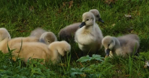 Grupo Cygnets Cisnes Bebê Sentado Grama — Vídeo de Stock