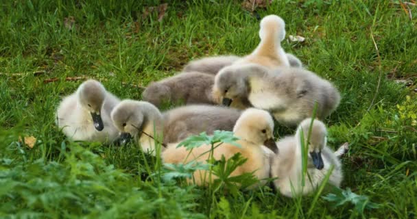 Grupo Cygnets Cisnes Bebé Sentado Hierba — Vídeo de stock