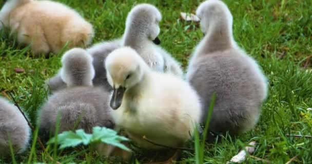 Eine Gruppe Von Cygnets Oder Babyschwänen Die Gras Sitzen — Stockvideo