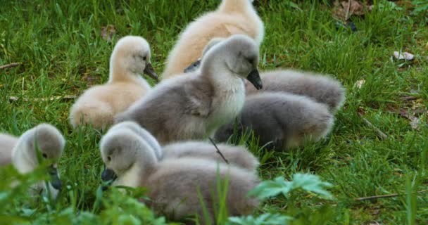 Grupo Cygnets Cisnes Bebé Sentado Hierba — Vídeo de stock