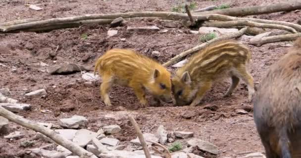 イノシシの子豚のクローズアップ — ストック動画