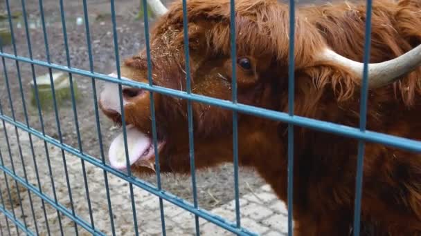 スコットランドの高地の牛が口を開けて子供の手から食べ物を受け取り — ストック動画