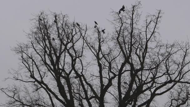 Corvi Seduti Sui Rami Nudi Degli Alberi Poi Volano Giù — Video Stock