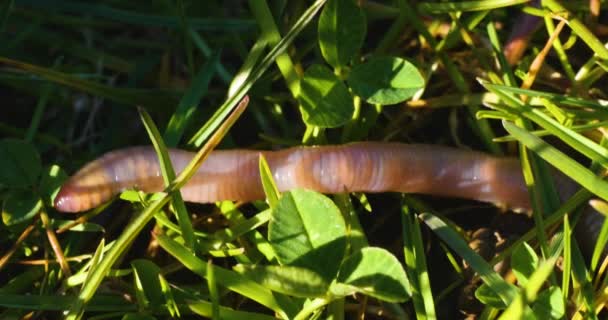 在阳光明媚的日子里 草丛中的蚯蚓带着一些树阴缓缓移动 — 图库视频影像