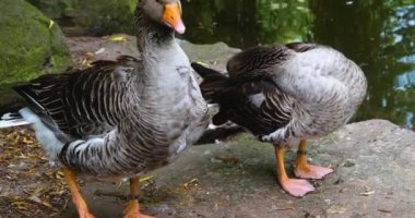 İki kaz bir göletin kenarında kendilerini temizliyor.