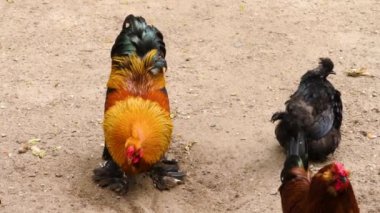 Bir grup horoz ayakta ve etrafta dolanıyor.