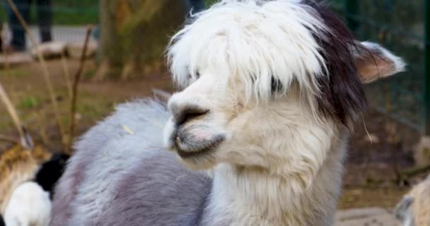 Nahaufnahme Des Weißen Lama Kopfes — Stockvideo