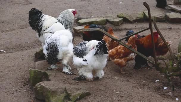 Stelletje Hanen Die Gewoon Rondlopen Staan — Stockvideo