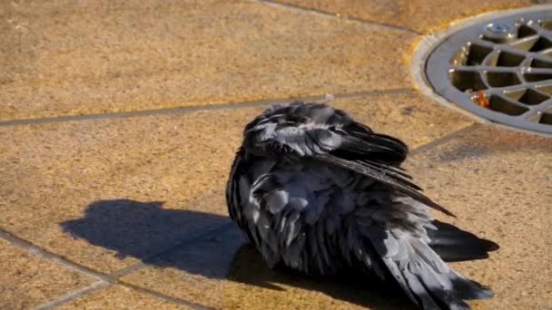 Gołębie Kąpiące Się Fontannie Słoneczny Dzień Lata — Wideo stockowe