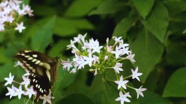 Beyaz Amiral Kelebek yavaş çekimde kanatlarını çırpıyor