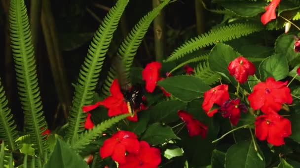 Makro Záběr Šarlatového Mormonského Motýla Třepetajícího Křídly — Stock video