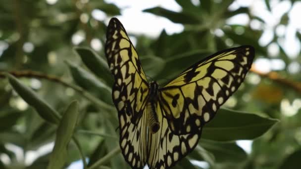 Drzewna Nimfa Motyl Spoczywa Liściach — Wideo stockowe
