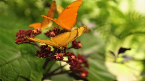 Primer Plano Mariposa Julia Heliconiana Sentada Sobre Una Flor Comiendo — Vídeos de Stock