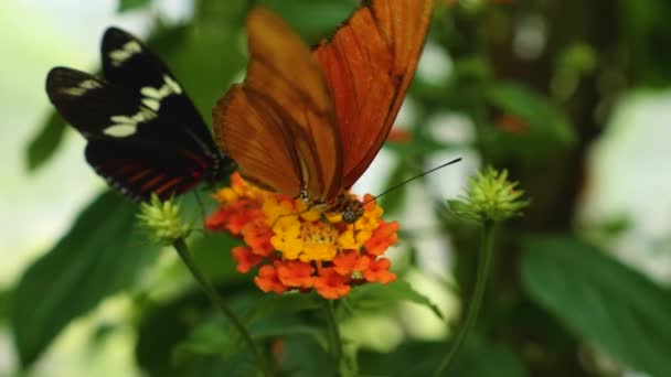 Primer Plano Mariposa Julia Heliconiana Sentada Sobre Una Flor Comiendo — Vídeos de Stock