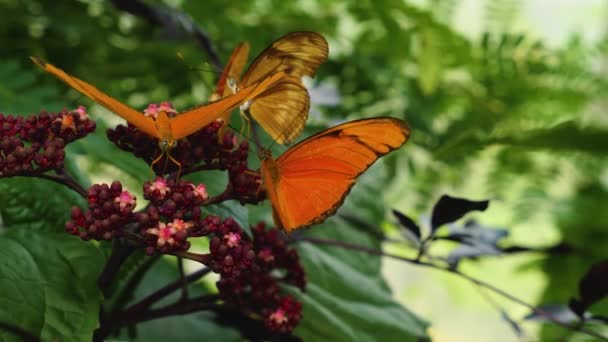 Primer Plano Mariposa Julia Heliconiana Sentada Sobre Una Flor Comiendo — Vídeos de Stock