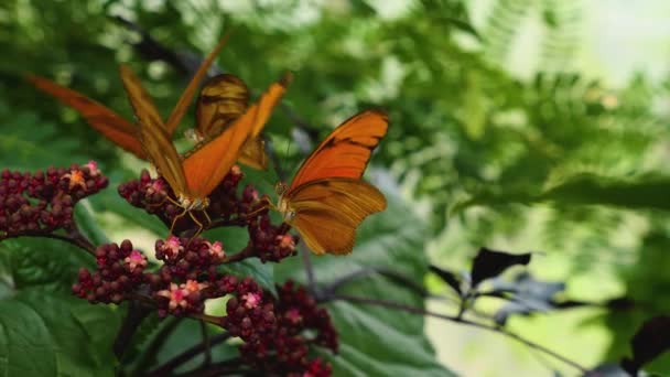 Zbliżenie Górę Motyl Julia Heliconian Siedzi Kwiat Jedzenie Nektar — Wideo stockowe
