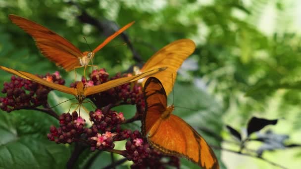 Nahaufnahme Von Schmetterling Julia Heliconian Der Auf Einer Blume Sitzt — Stockvideo