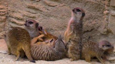 Bir grup mirketin etrafını kolaçan edip oyun oynuyoruz.