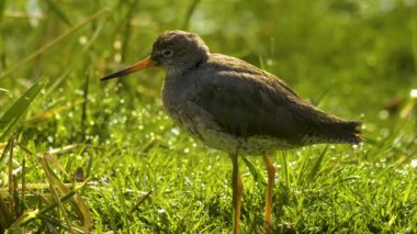 Otlakta çullanan kuş çulluğu yiyecek topluyor.