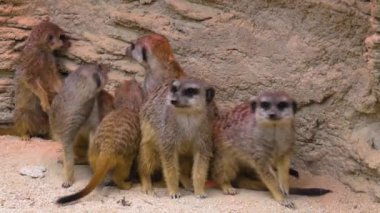 Bir grup mirketin etrafını kolaçan edip oyun oynuyoruz.