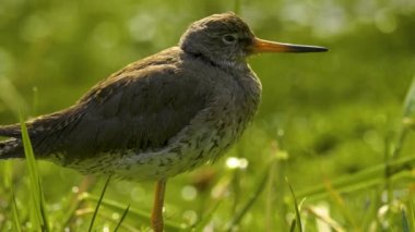 Otlakta çullanan kuş çulluğu yiyecek topluyor.