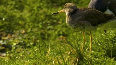 Otlakta çullanan kuş çulluğu yiyecek topluyor.