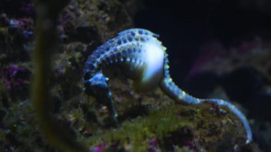 Su altındaki bir kayanın yanında yüzen çömlek göbekli denizatının yakınında..