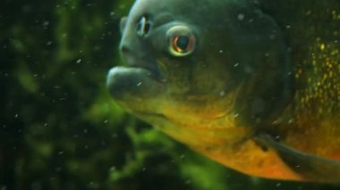 Bir piranha ya da piranın başını suyun altına yakın tut..