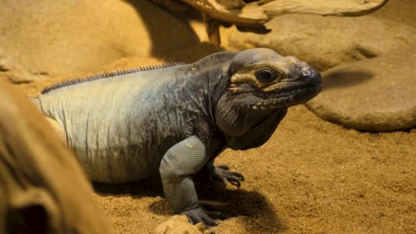 Iguana Lizard Staat Het Zand Beweegt Zijn Hoofd Rond — Stockvideo