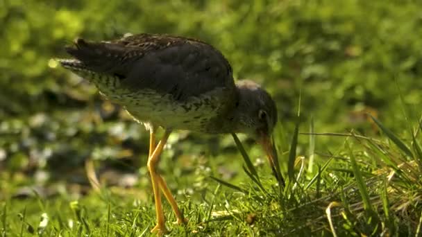 Vadning Fågel Sandpiper Gräs Plocka Mat — Stockvideo