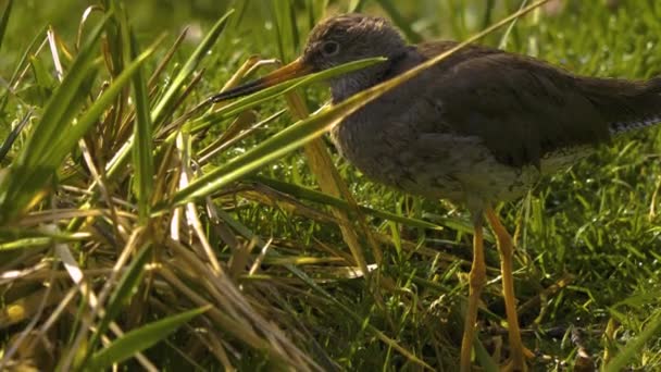 Trampoliere Uccello Sandpiper Erba Raccolta Cibo — Video Stock