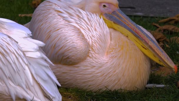 Close Pelicanos Descansando Grama — Vídeo de Stock