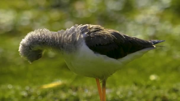 Uccello Trampoliere Pied Avocet Erba Una Giornata Sole Primavera — Video Stock