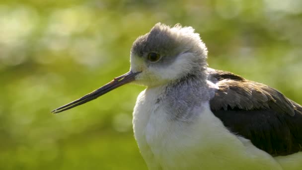 Uccello Trampoliere Pied Avocet Erba Una Giornata Sole Primavera — Video Stock