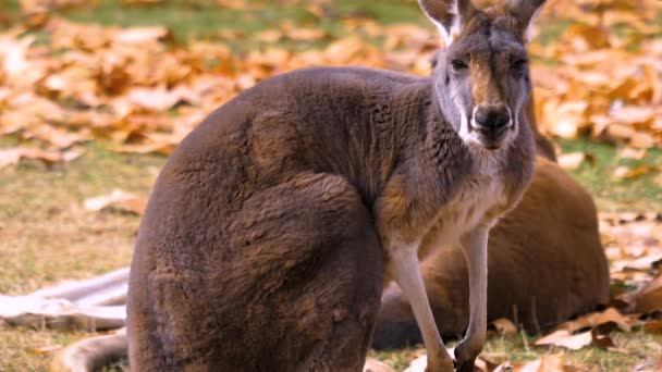 彼の鼻と頭を動かすために立ち上がってカンガルーのクローズアップ — ストック動画