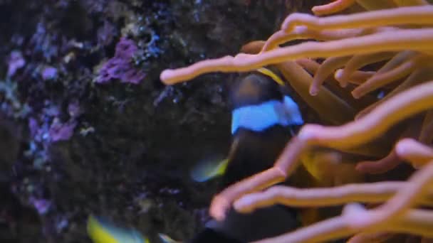 Clownfische Aus Nächster Nähe Schwimmen Neben Einer Anemone — Stockvideo