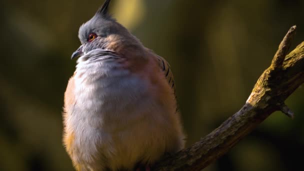 Haubentaube Turteltaube Sitzt Sonnigen Tagen Auf Einem Ast — Stockvideo