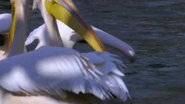 Großaufnahme Von Pelikanen Die Auf Einem See Schwimmen — Stockvideo