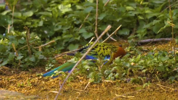 Gros Plan Perroquet Coloré Sur Sol Recherche Nourriture — Video