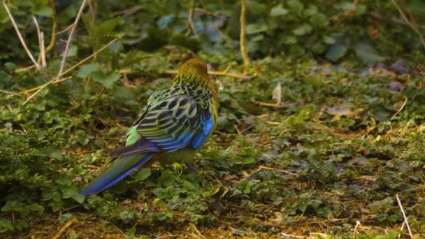 Close Van Kleurrijke Papegaai Grond Zoek Naar Voedsel — Stockvideo