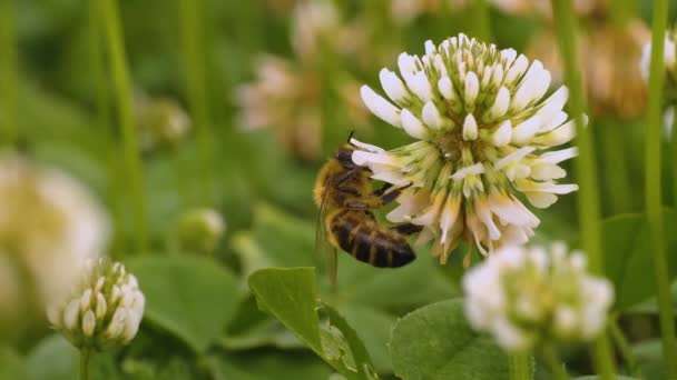 Κοντινό Πλάνο Της Μέλισσας Συλλογή Νέκταρ Από Ένα Λουλούδι Τριφύλλι — Αρχείο Βίντεο