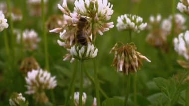 Yazın güneşli bir günde yonca çiçeğinden nektar toplamak için arıya yakın dur..