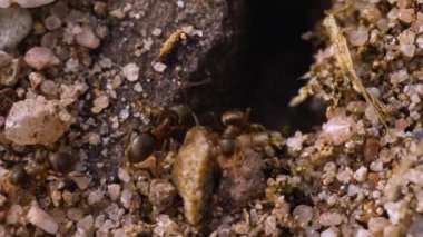 Karıncaların giriş çıkışlarını kapatın ve ödünç aldıkları taşları bırakın.