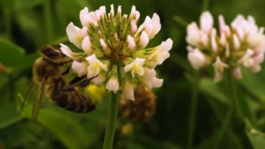Yazın güneşli bir günde yonca çiçeğinden nektar toplamak için arıya yakın dur..