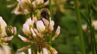Yazın güneşli bir günde yonca çiçeğinden nektar toplamak için arıya yakın dur..
