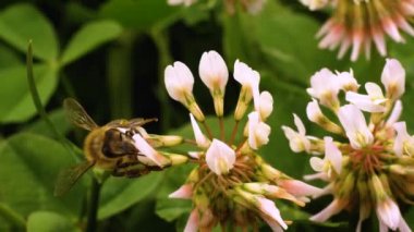 Yazın güneşli bir günde yonca çiçeğinden nektar toplamak için arıya yakın dur..